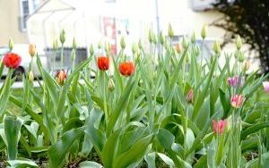 Racibórz zieleni się na wiosnę – wspólna akcja sadzenia roślin dla lepszego klimatu (5)