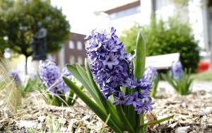 Racibórz zieleni się na wiosnę – wspólna akcja sadzenia roślin dla lepszego klimatu (8)
