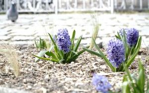 Racibórz zieleni się na wiosnę – wspólna akcja sadzenia roślin dla lepszego klimatu (10)