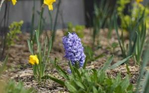 Racibórz zieleni się na wiosnę – wspólna akcja sadzenia roślin dla lepszego klimatu (14)