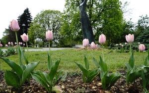 Racibórz zieleni się na wiosnę – wspólna akcja sadzenia roślin dla lepszego klimatu (4)