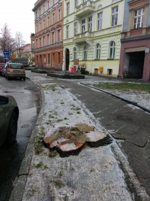 Wycięte spróchniałe drzewa przy Placu Wolności i przy ulicy Wojska Polskiego