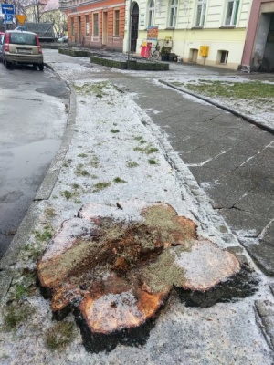 Wycięte spróchniałe drzewa przy Placu Wolności i przy ulicy Wojska Polskiego