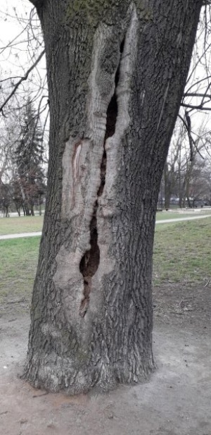 Drzewa przeznaczone do wycinki