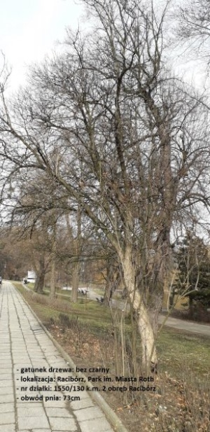 Drzewa przeznaczone do wycinki