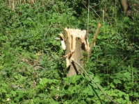 Nielegalna wycinka drzew.