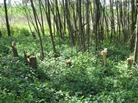 Nielegalna wycinka drzew.