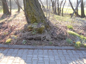 Drzewa przeznaczone do wycinki