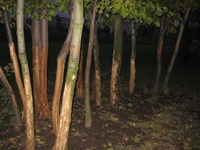 Okorowane drzewka.