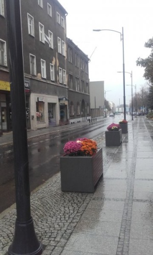 Przedsiębiorstwo Komunalne zakupiło 1600 sztuk chryzantem. Kwiaty siłami pracowników zieleni miejskiej są sadzone na terenach zielonych, donicach i klombach.