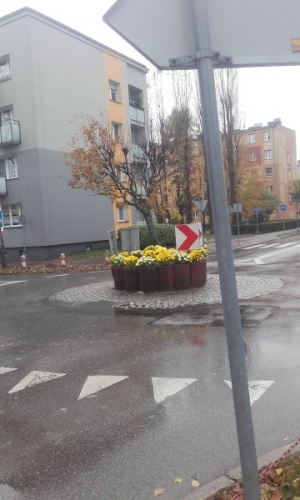Przedsiębiorstwo Komunalne zakupiło 1600 sztuk chryzantem. Kwiaty siłami pracowników zieleni miejskiej są sadzone na terenach zielonych, donicach i klombach.