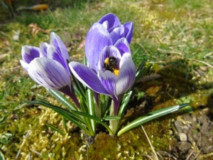 Jesienne nasadzenia krokusów