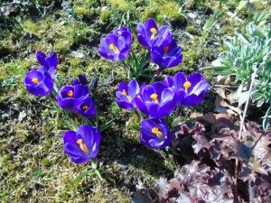 Jesienne nasadzenia krokusów