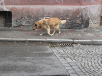 Pies pozostawiony bez nadzoru