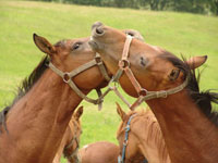 Horse breeding farm in Albertovec